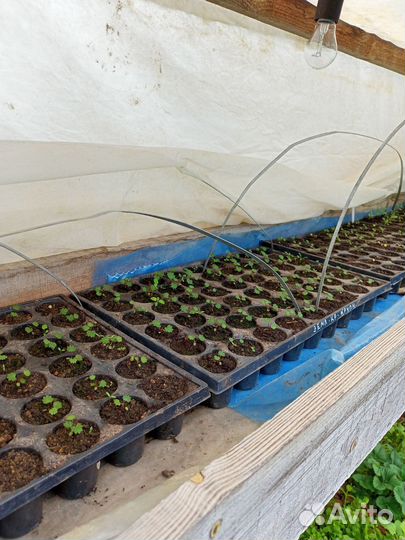 Рассада помидоров томатов, перцев, 80 сортов