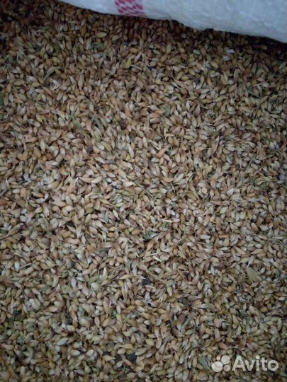 Семена Уцхо сунели (Голубой пожитник)