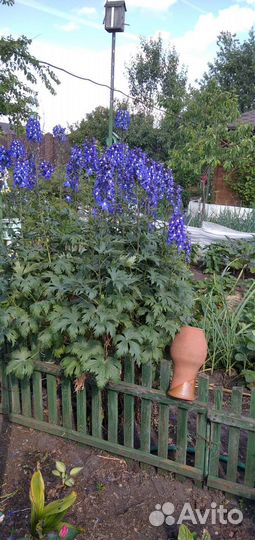 Дельфиниум