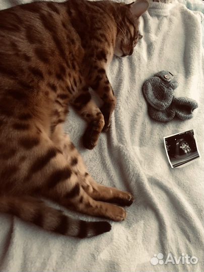 Бенгальские котята с документами