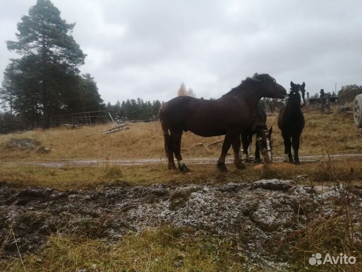 Жеребец тяжеловоз