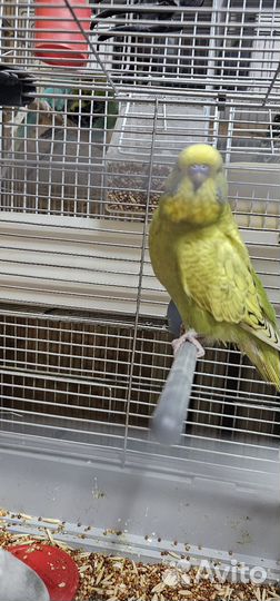 Выстовочный волнистый попугай Чех