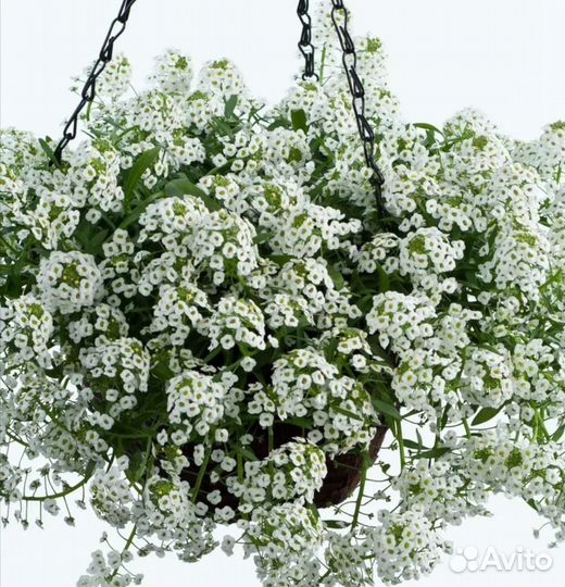 Алиссум вегетативный