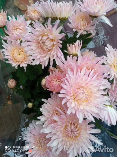 Хризантемы многолетние