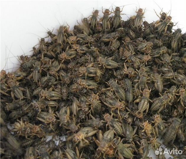 Сверчки,тараканы,зофобас,мучник,дрозофила,бражник