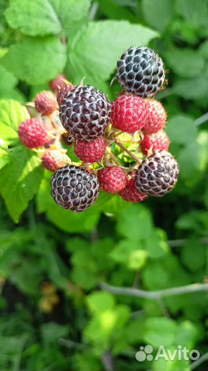 Черная малина,eжемалина,красная малина,смородина
