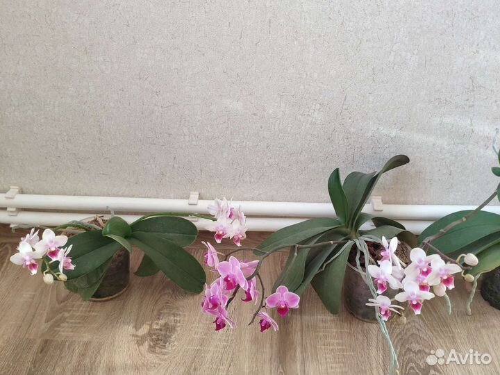 Орхидея фаленопсис мультифлора