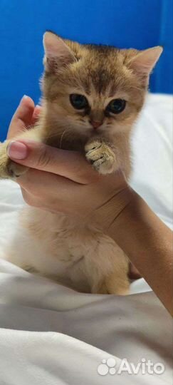 Котята золотая шиншилла