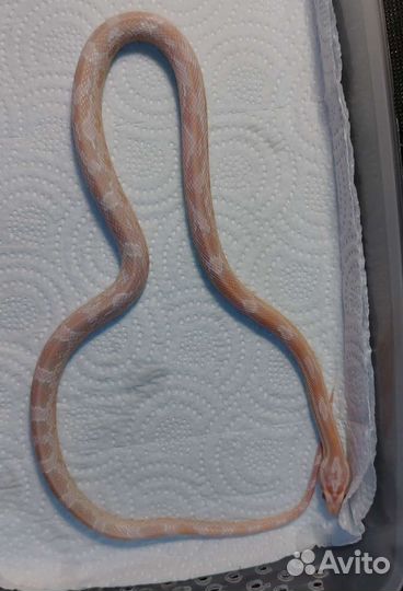 Змея маисовый полоз