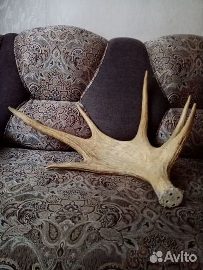 Лосиные рога