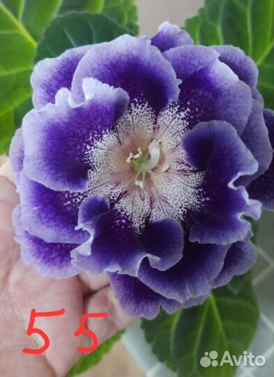 Листочки глоксиний