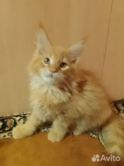Котята мейн-кун