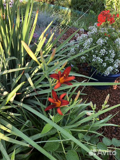 Саженцы, сирень