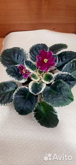 Фиалка Полька бабочка