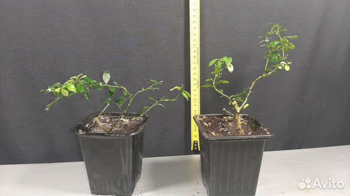 Пальчиковый лайм Фингер