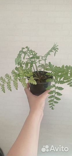 Асплениум Парвати в горшке 0.3 л