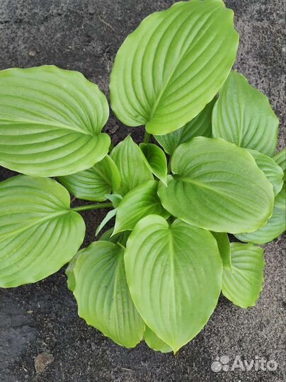 Растения для сада