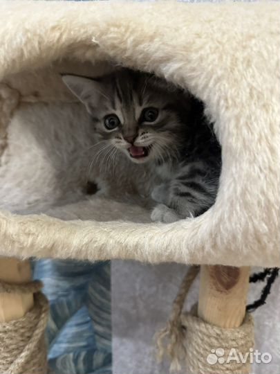 Кошки котята шотландские вислоухая