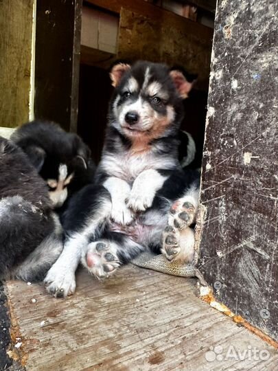 Щенки сибирской хаски помесь