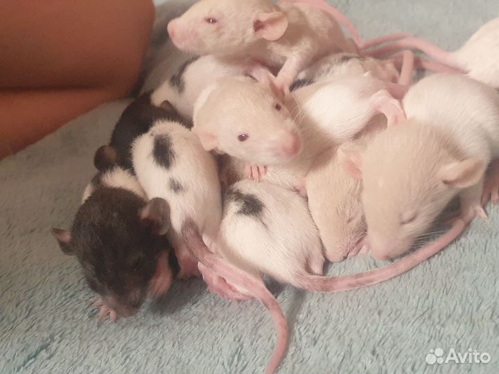 Крыса дамбо