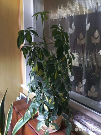 Продаю шефлеру