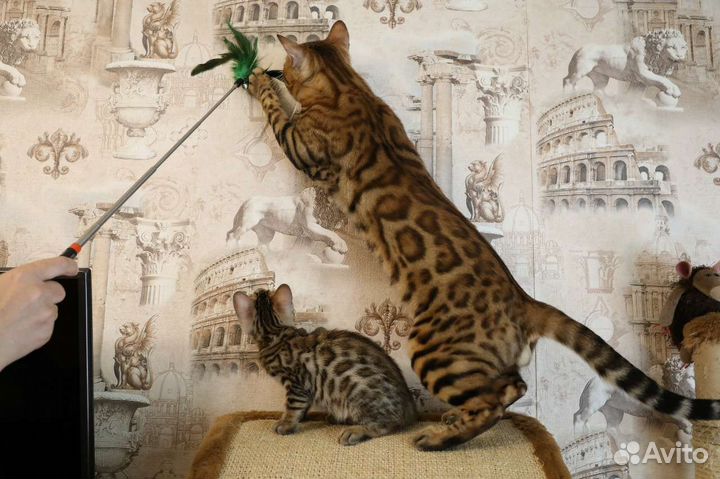 Чистокровные бенгальские котята