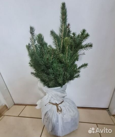 Ель голубая сеянцы