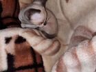 Канадский сфинкс котёнок браш