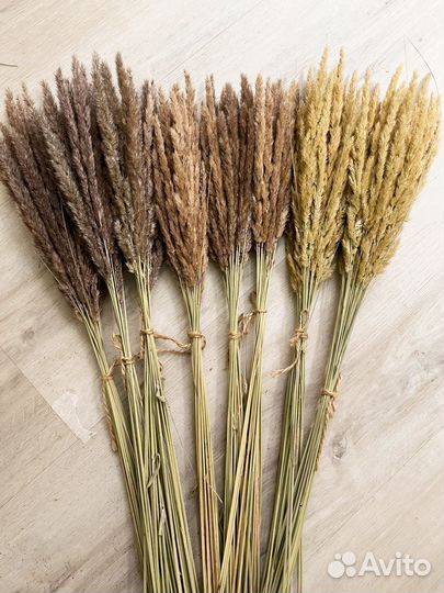 Вейник сухоцвет