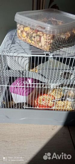 Клетка для хомяка с хомячками