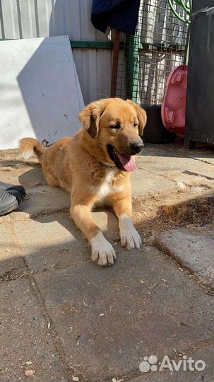 Большой и добрый мишка