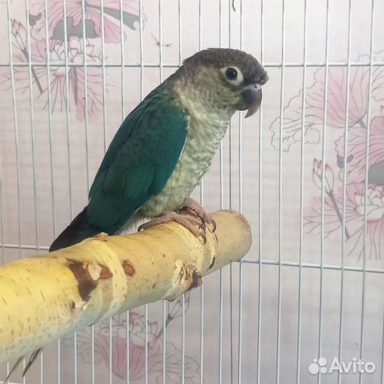 Попугай пирруры птенцы