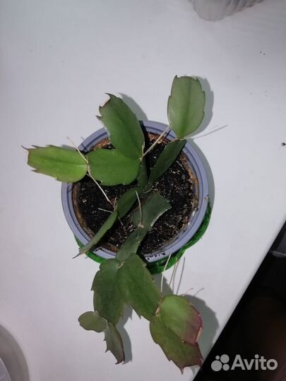 Декабрист (зигокактус Шлюмбергера, рождественник)