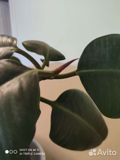 Фикус каучуконосный