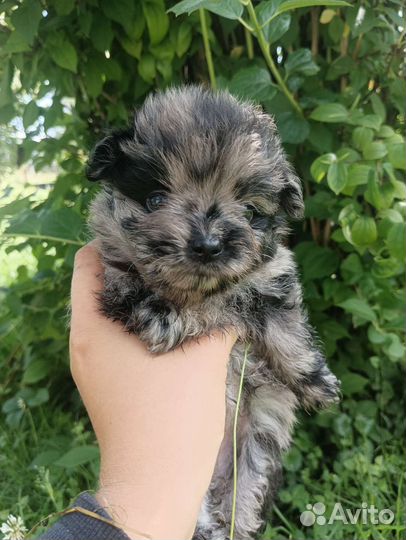 Мраморный шпиц