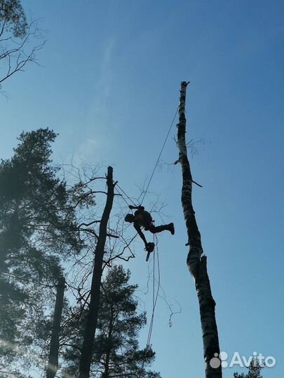 Валка деревьев, спил, удаление, расчистка