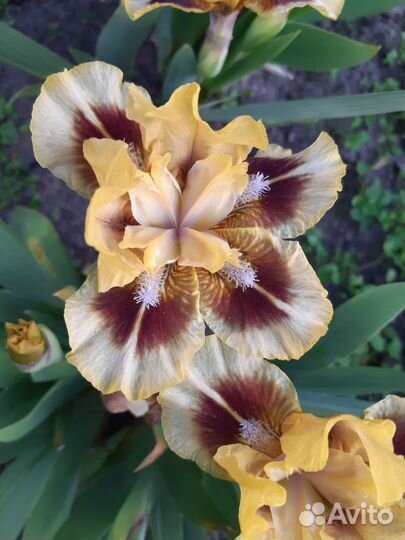 Ирисы карликовые