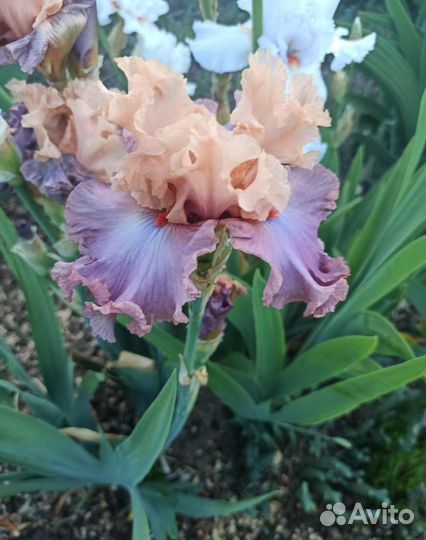 Ирисы сортовые