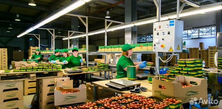 Вахта в Москве - Весовщик томатов в Агрокомплекс