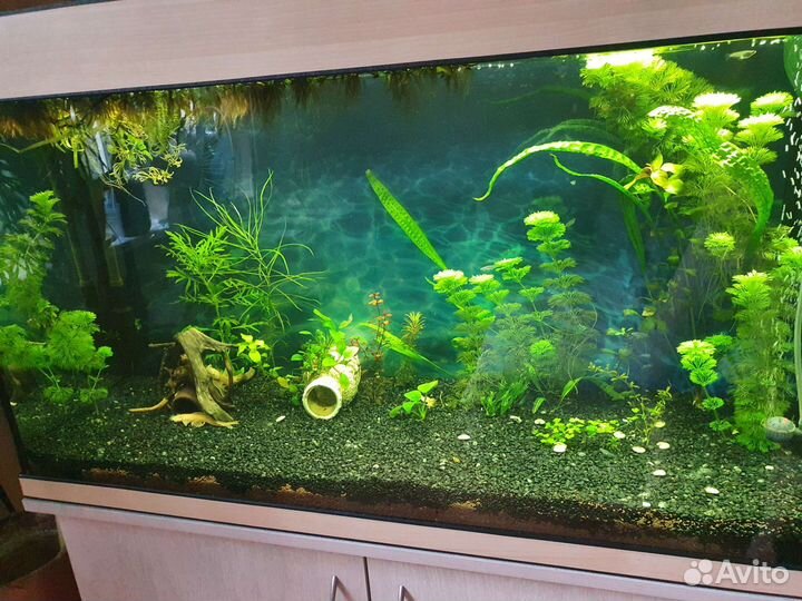 Аквариум 200 л (90 х 55 х 35)