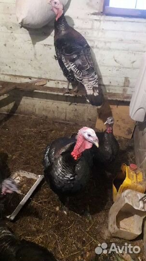 Инкубационное яйцо индейки и кур микс