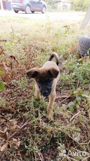 Щенки мальчики