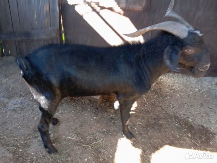 Нубийский козёл на племя