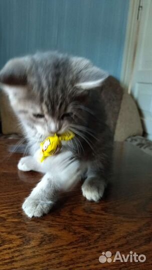 Котенок девочка