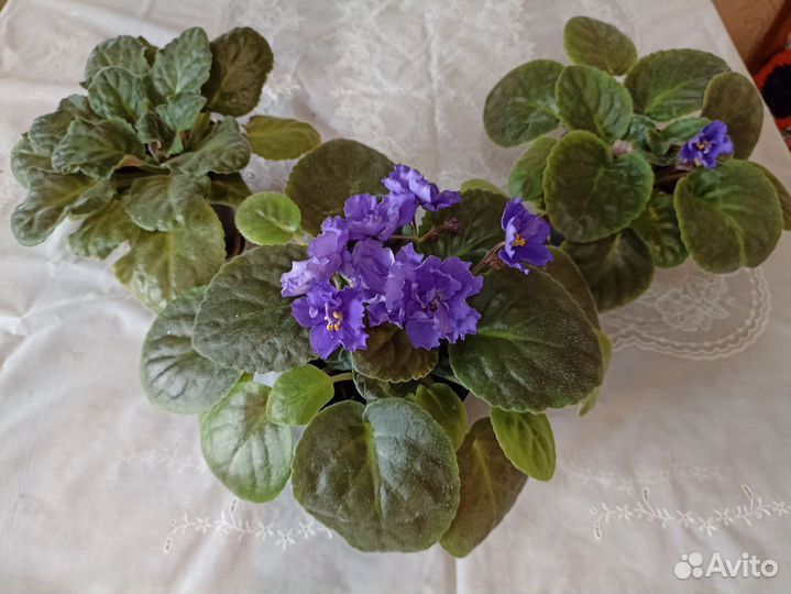 Комнатные цветы