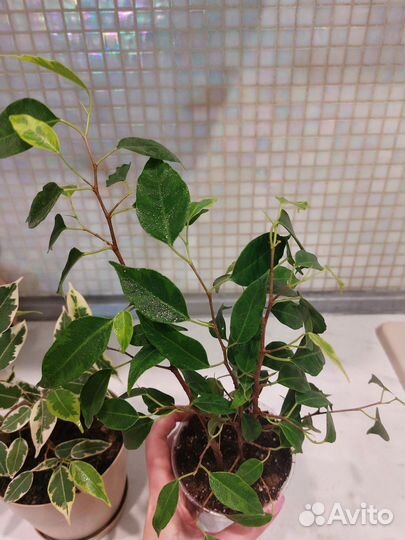 Фикус бенджамина пестролистный