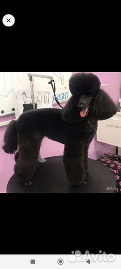 Грумер стрижка собак