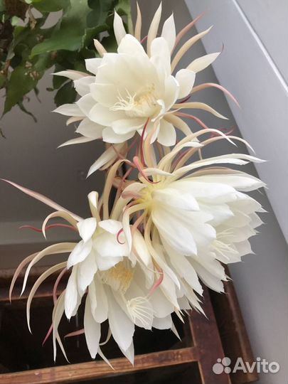 Эпифиллум Марниера