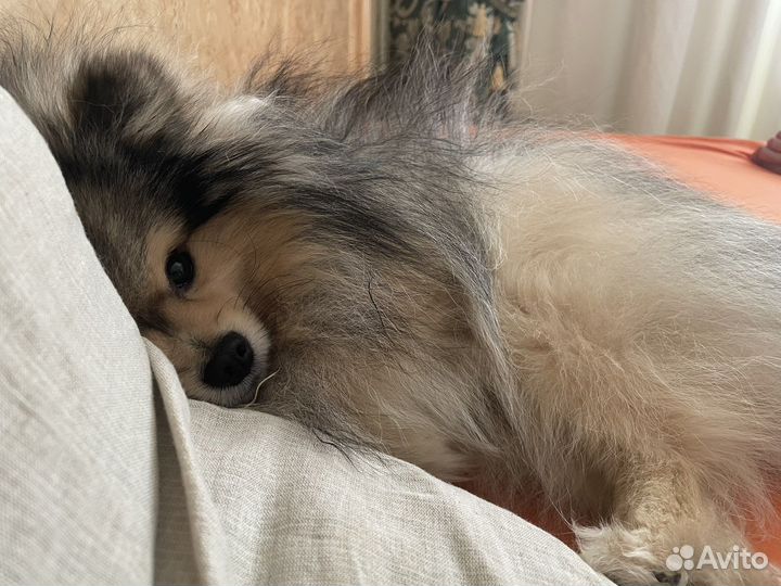 Немецкий шпиц вязка