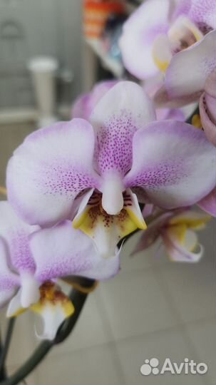 Орхидея фаленопсис